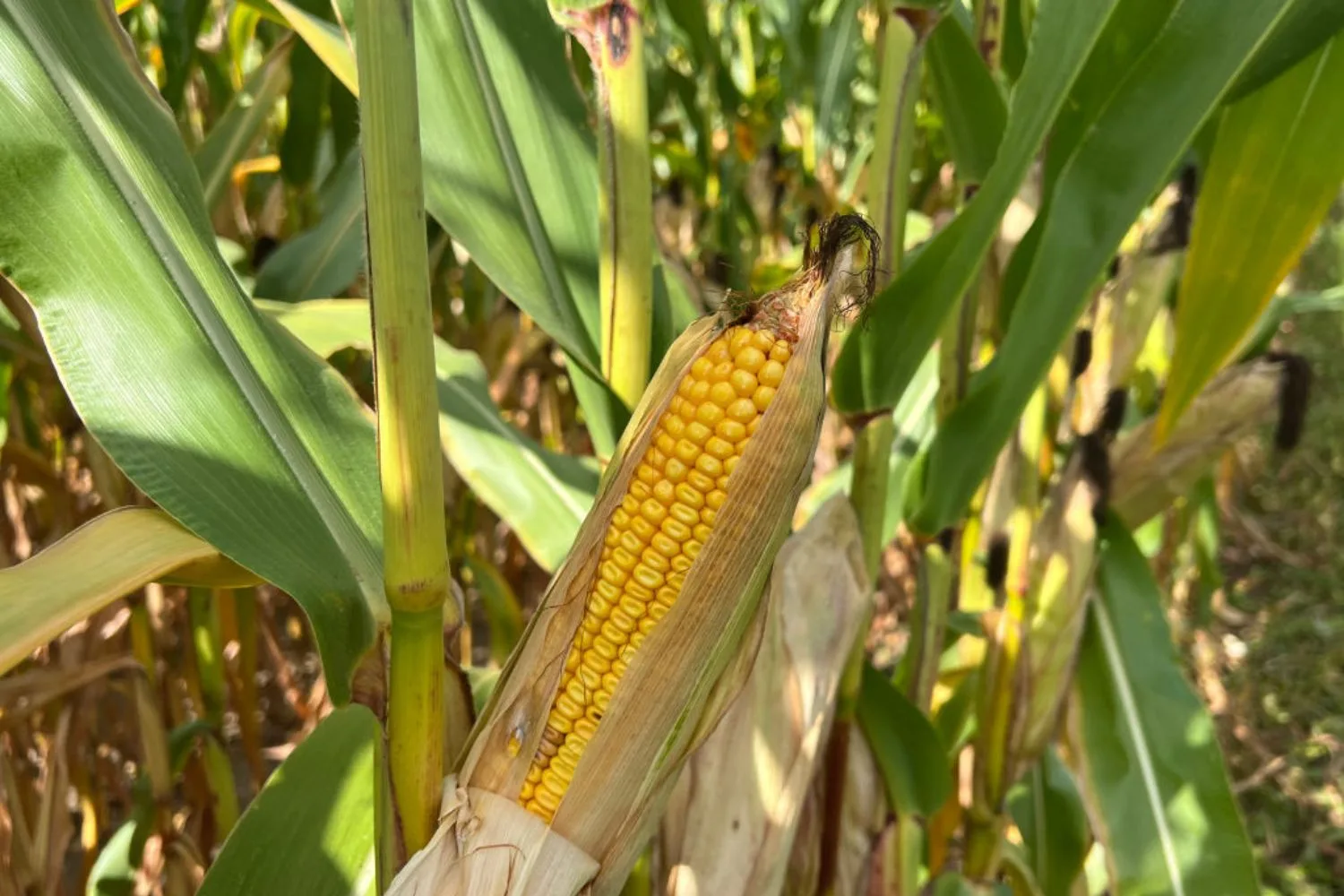 Corn provides physical support for beans to grow on and can help protect the beans and squash.