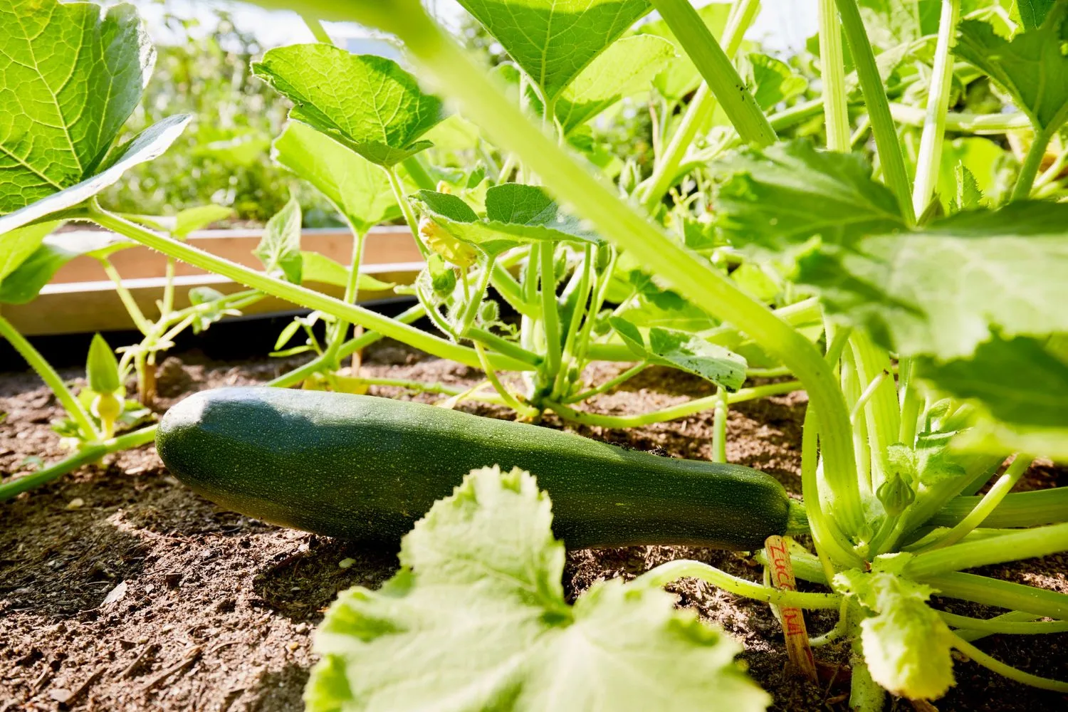 You can use different types of squash as part of the Three Sisters planting method.