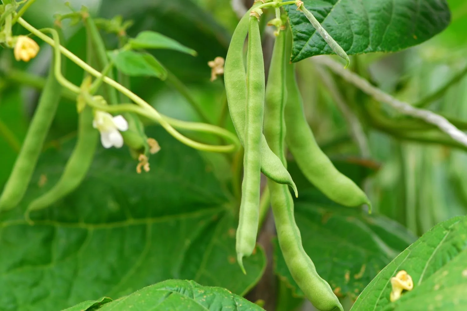 Pole beans are ideal for Three Sisters planting as they will climb the corn and add nitrogen to the soil.