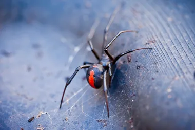 This spray keeps certain areas of your home spider web free
