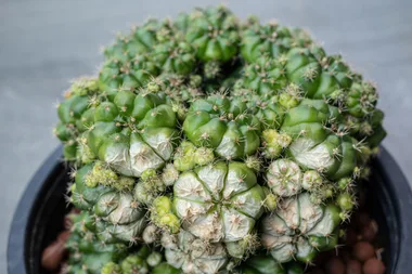 Keep your garden sunsafe with plant sunscreen