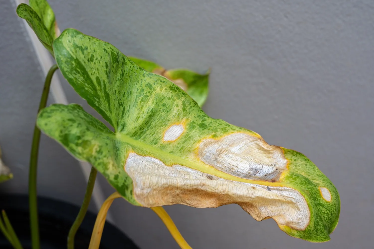 can-plants-get-sunburn