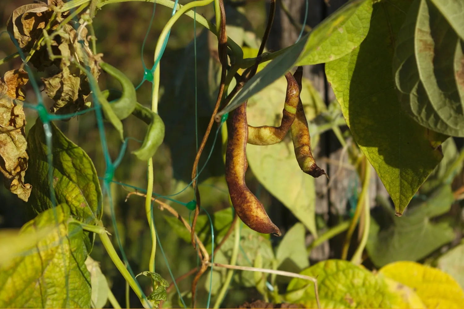 beans-sunburnt-plants