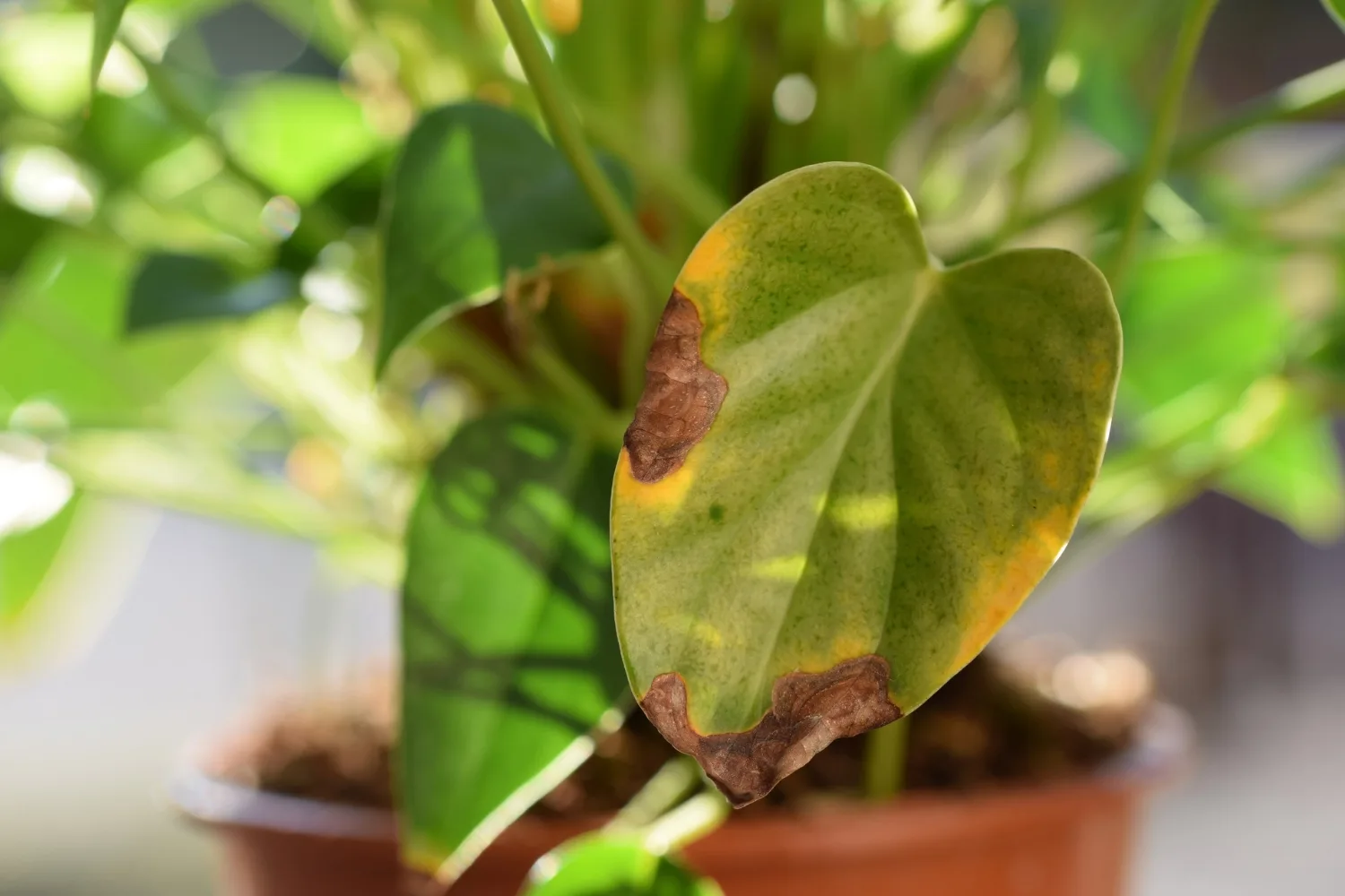 sun-scalded-plant