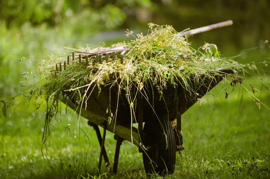 wheelbarrow full of weeds