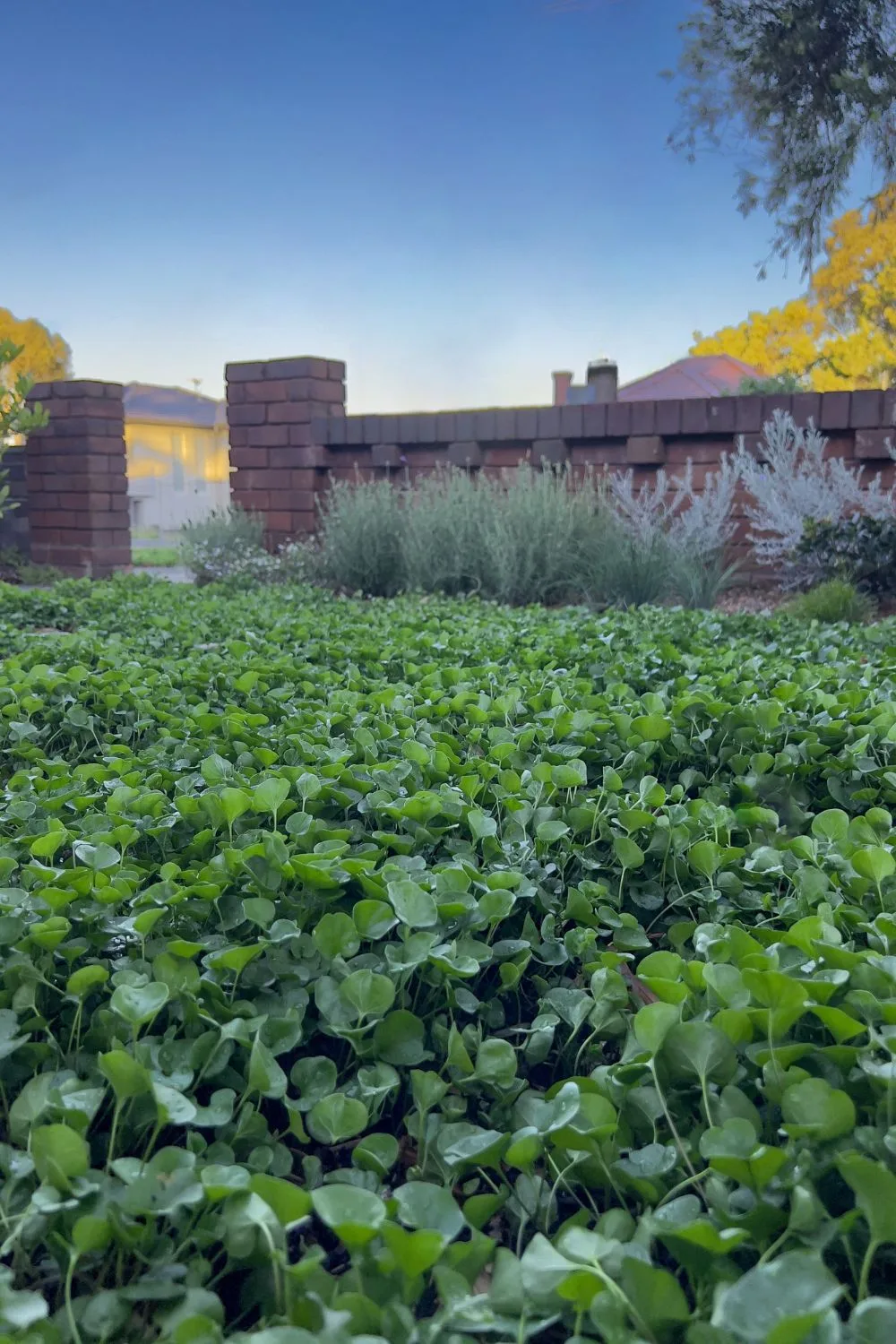 no-mow-lawn-6-week-update