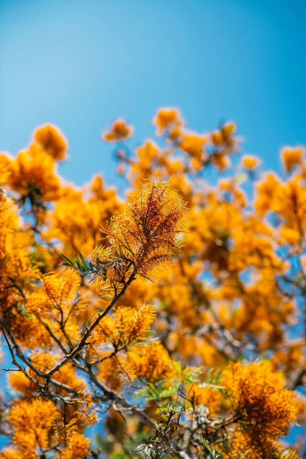 Native Trees Australian Native Trees | Better Homes & Gardens Australia