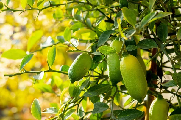 finger-lime