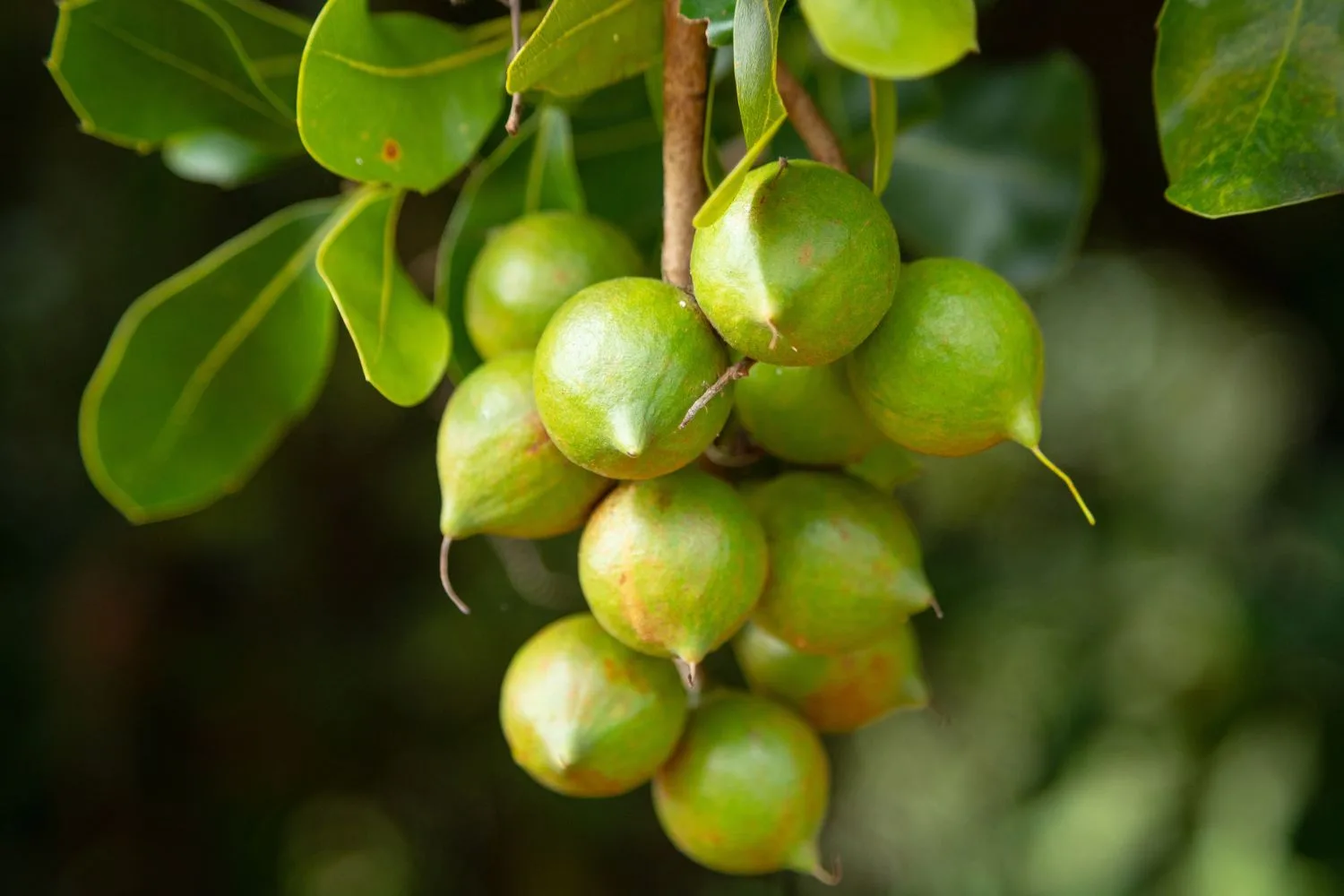 macadamia-tree