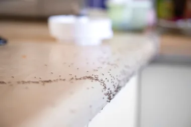 Summer invasion: why are there so many ants in the house?