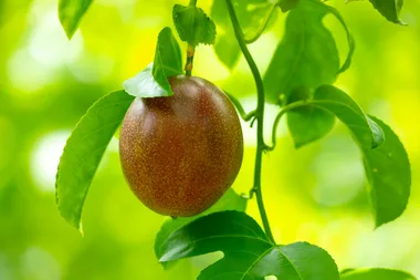 Why is my passionfruit shrivelling on the vine?