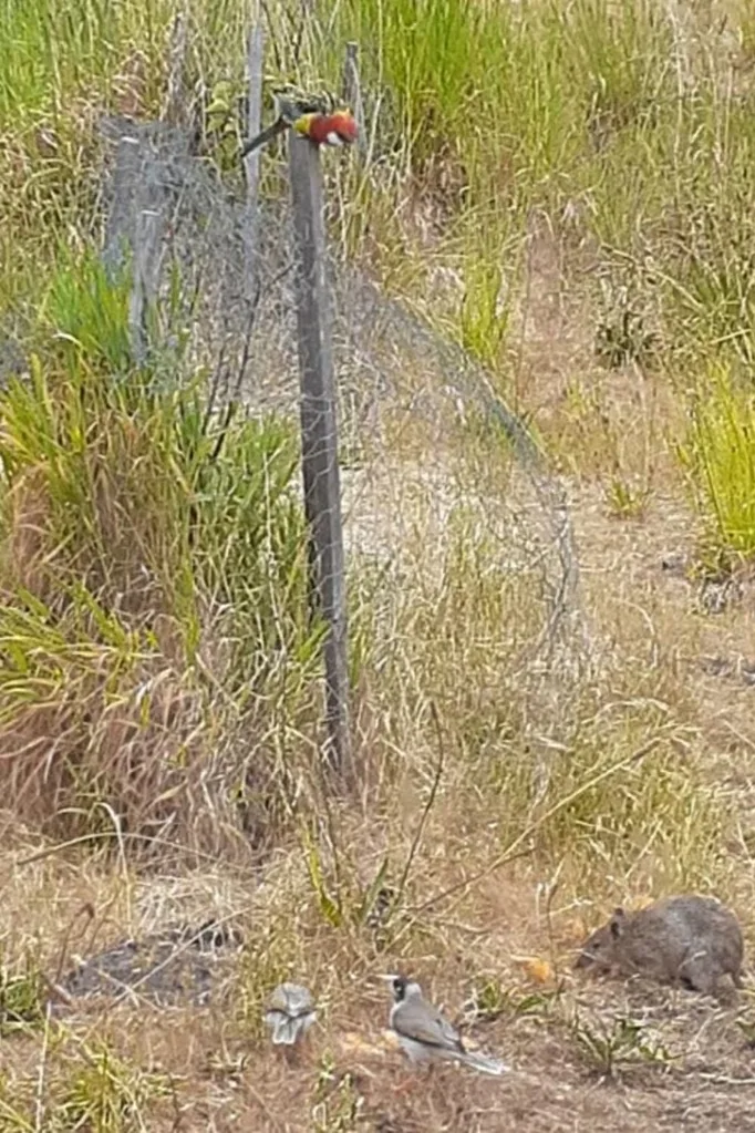 ugly-lawn-biodiversity