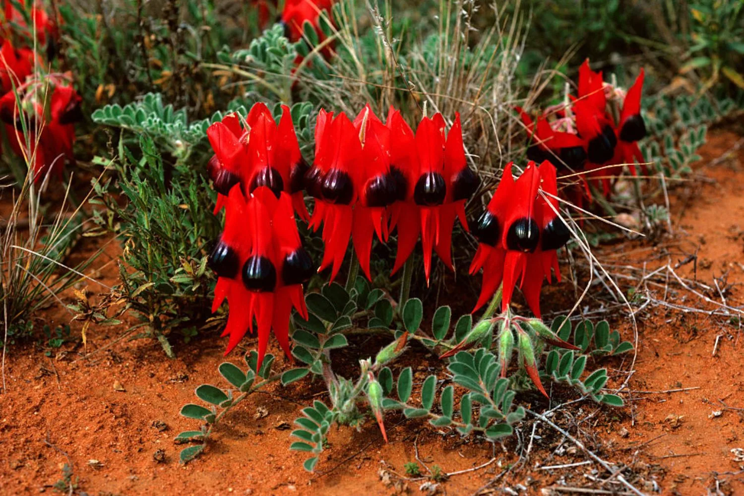 sturts-desert-pea