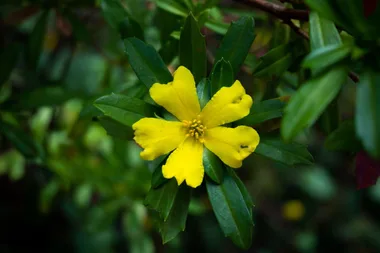 Planting and caring for Australian native vines