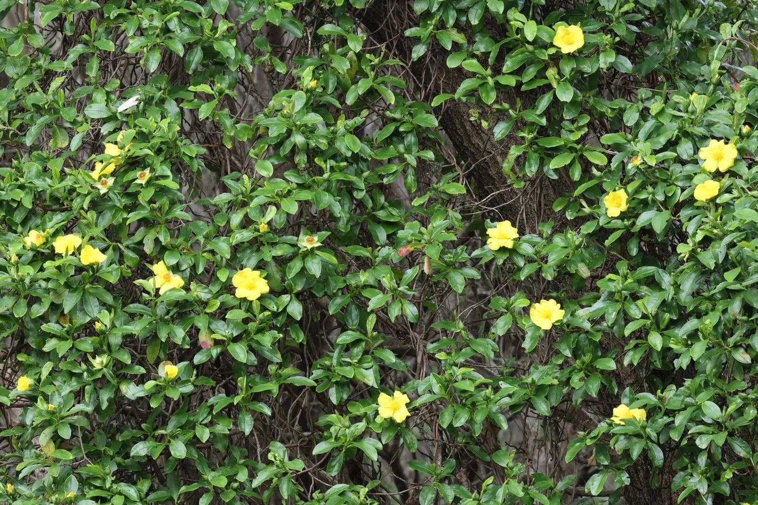snake-vine