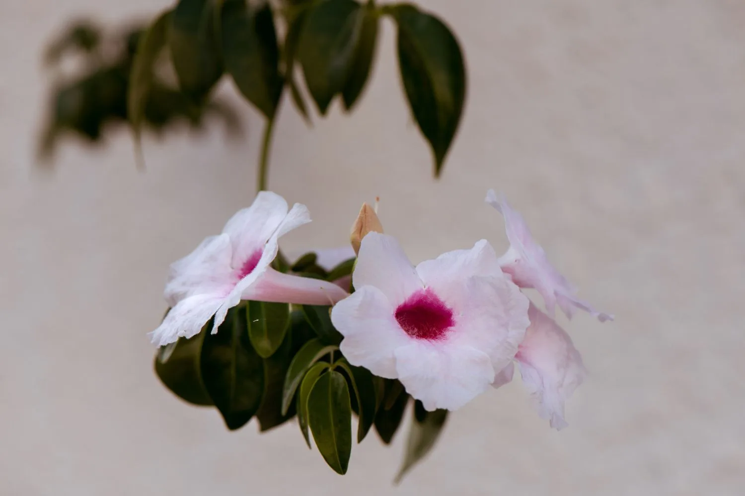 bower-vine