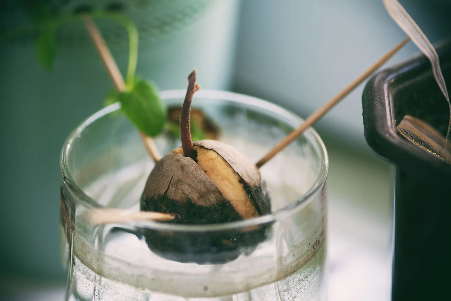 placing toothpicks in avocado seed