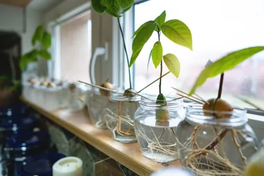 How to grow an avocado tree from seed
