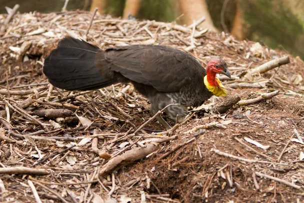brush-turkey-nest