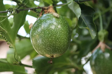 How to get rid of passionfruit leaf curl