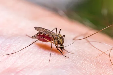 This common mosquito-bourne disease is on the rise