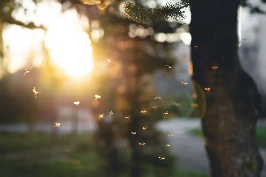 mozzies outside at dusk