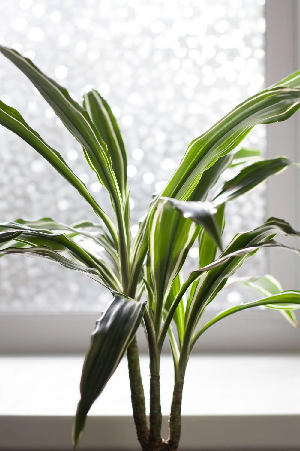 indoor-plant