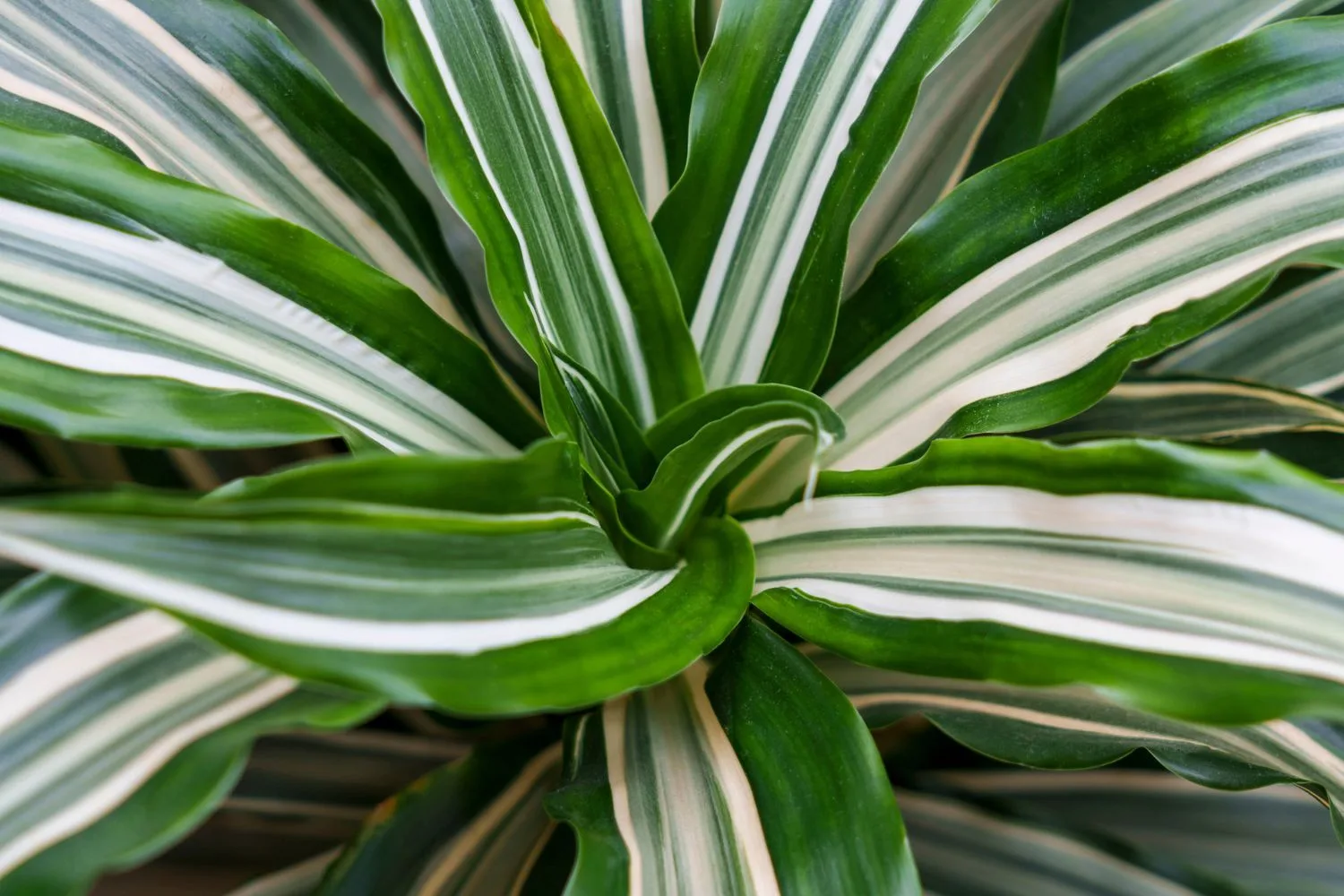 This is the indoor plant everyone wants for 2024