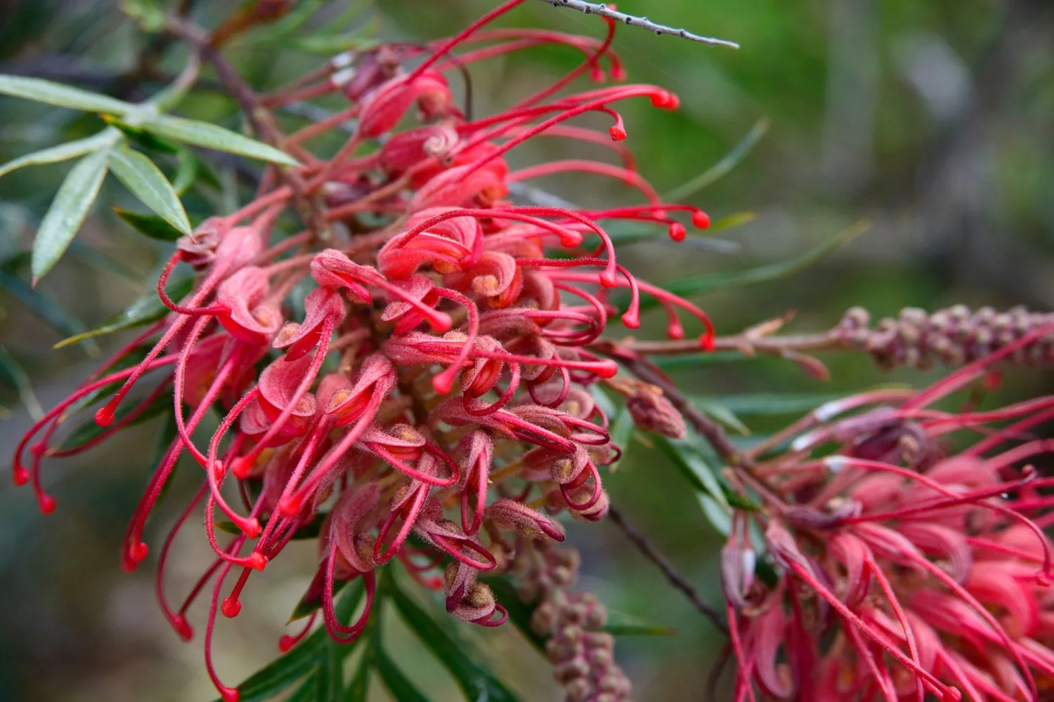 blood-and-bone-aussie-native