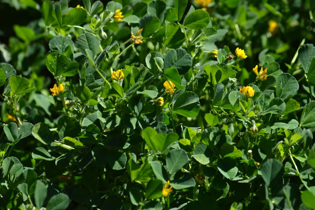 how to get rid of yellow flower weeds