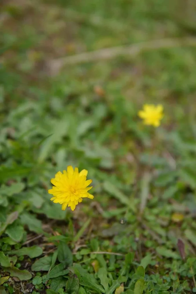 how to get rid of yellow flower weeds