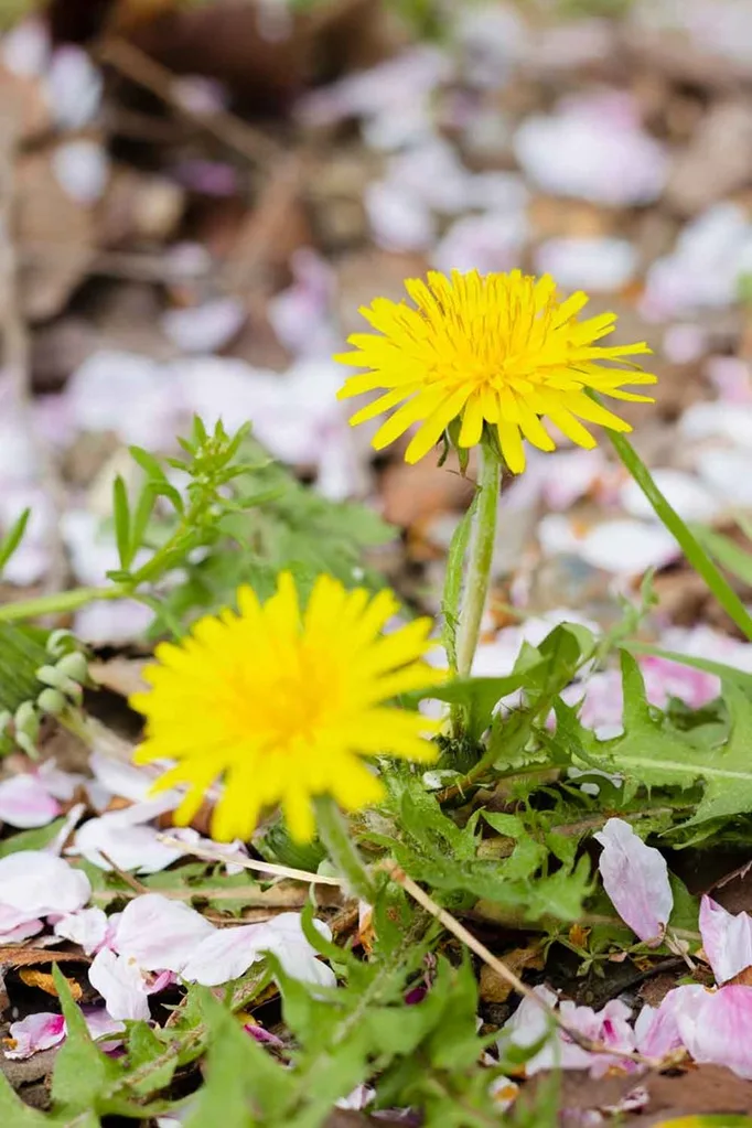 how to get rid of yellow flower weeds