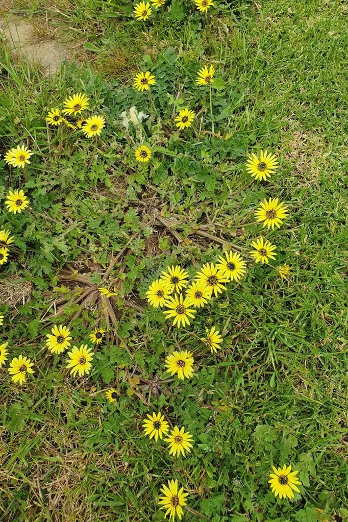 how to get rid of yellow flower weeds