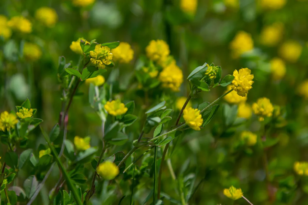 how to get rid of yellow flower weeds