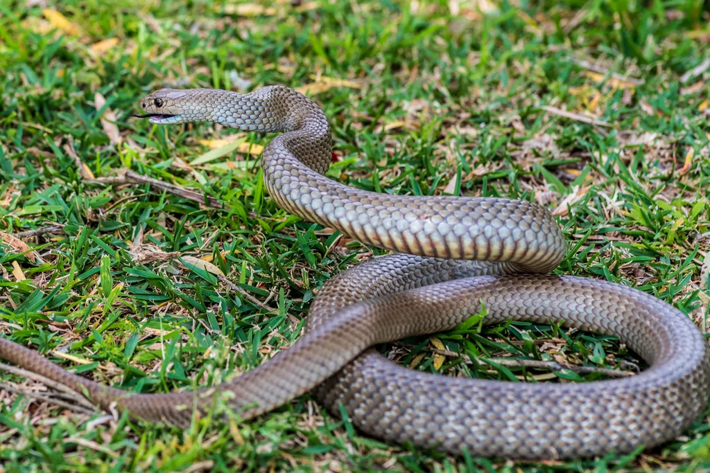 eastern brown snake