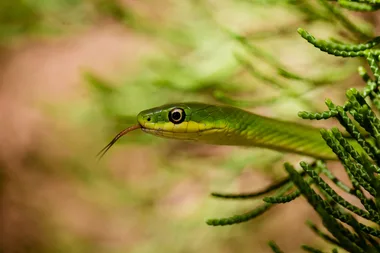 Fact or fiction: do ultrasonic snake repellents work?