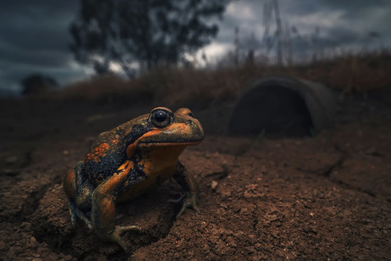 pobblebonk-frog
