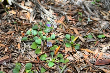Rare native violet found in Tasmania for the first time