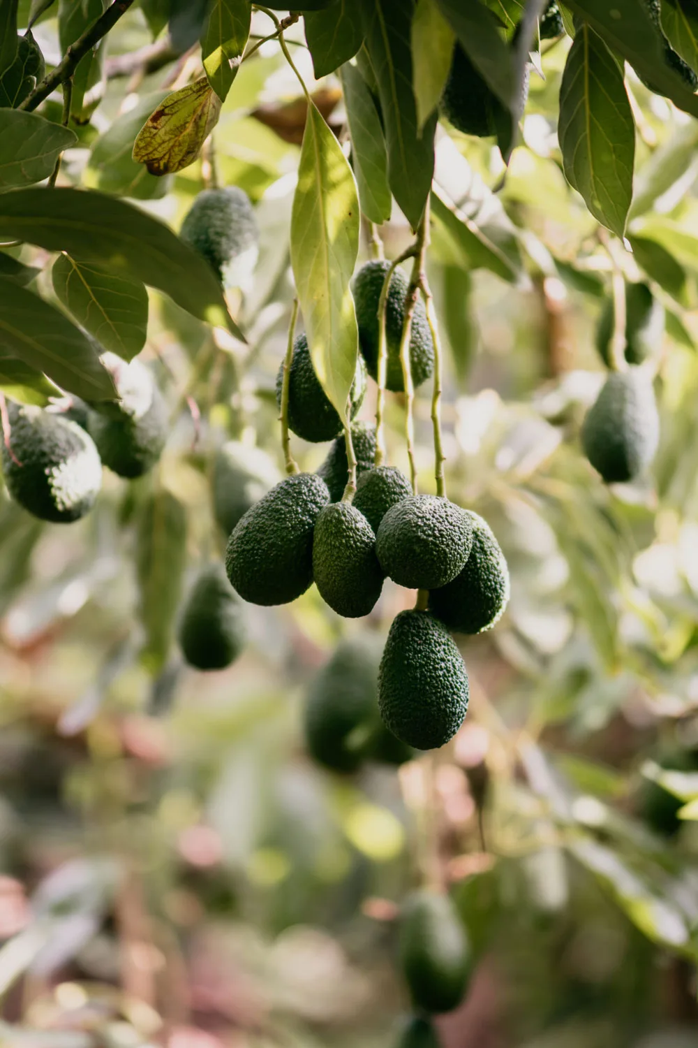how to grow avocado seed