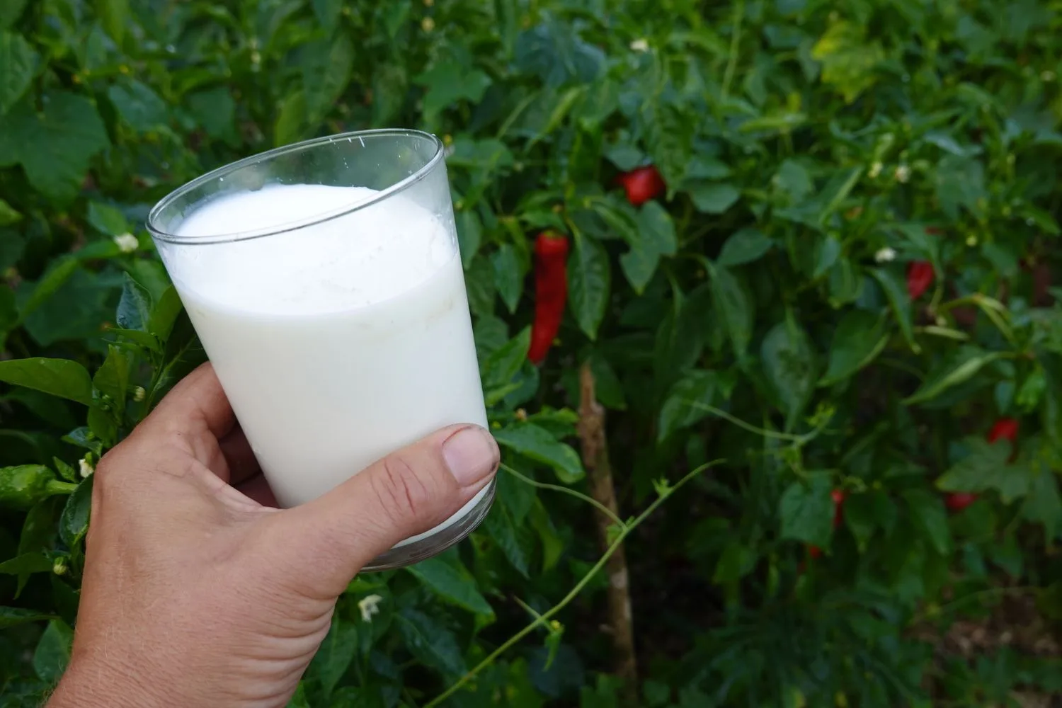 watering-plants-with-milk