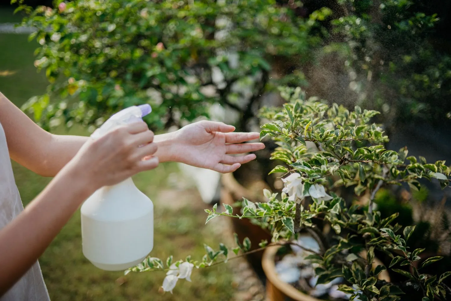 spray-plants-with-milk