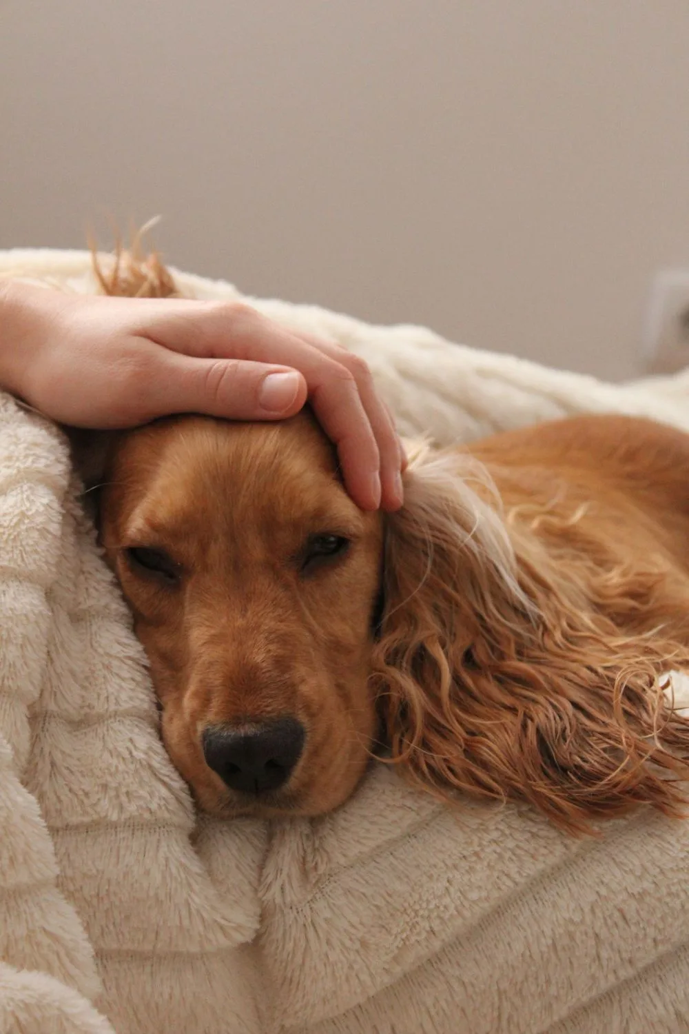 loving-pet-astrology