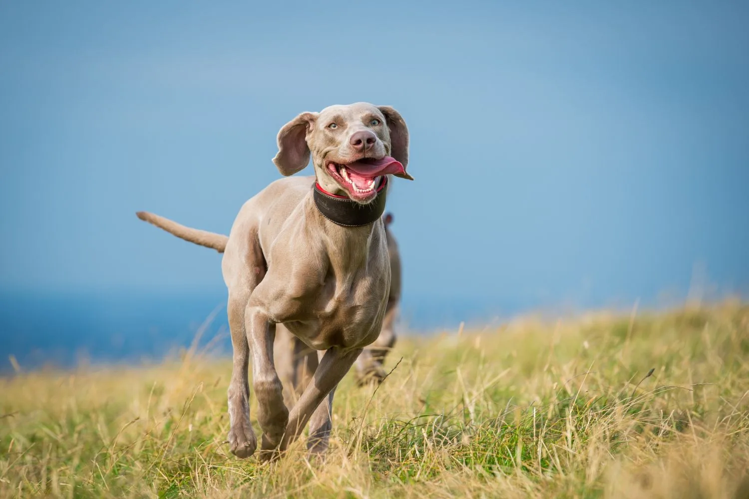 dog-astrology-gifts