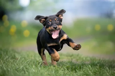What does your pup’s zodiac sign say about their personality?