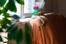 The most common places a snake likes to hide in your home