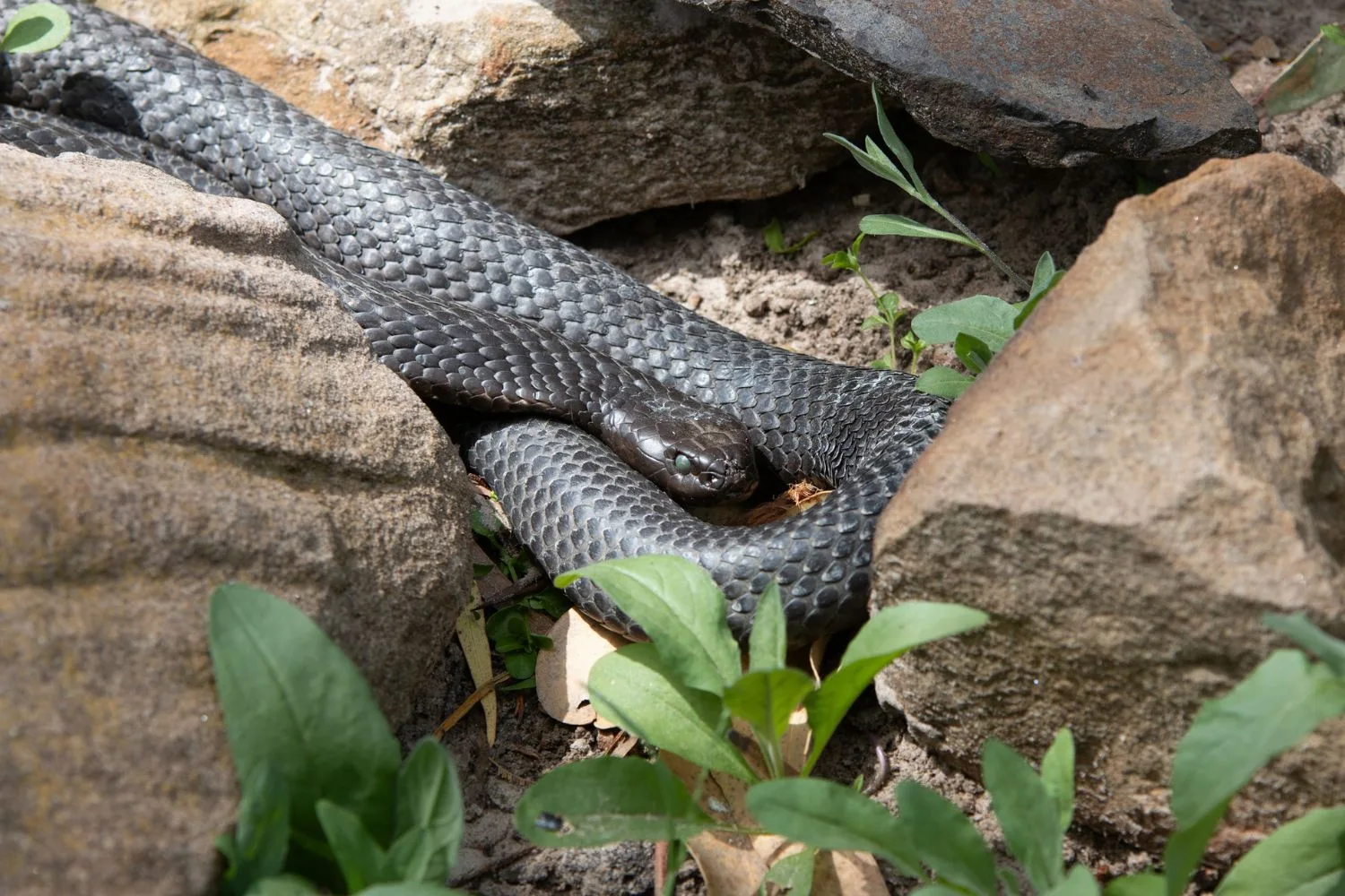 snake-sunny-spot-garden