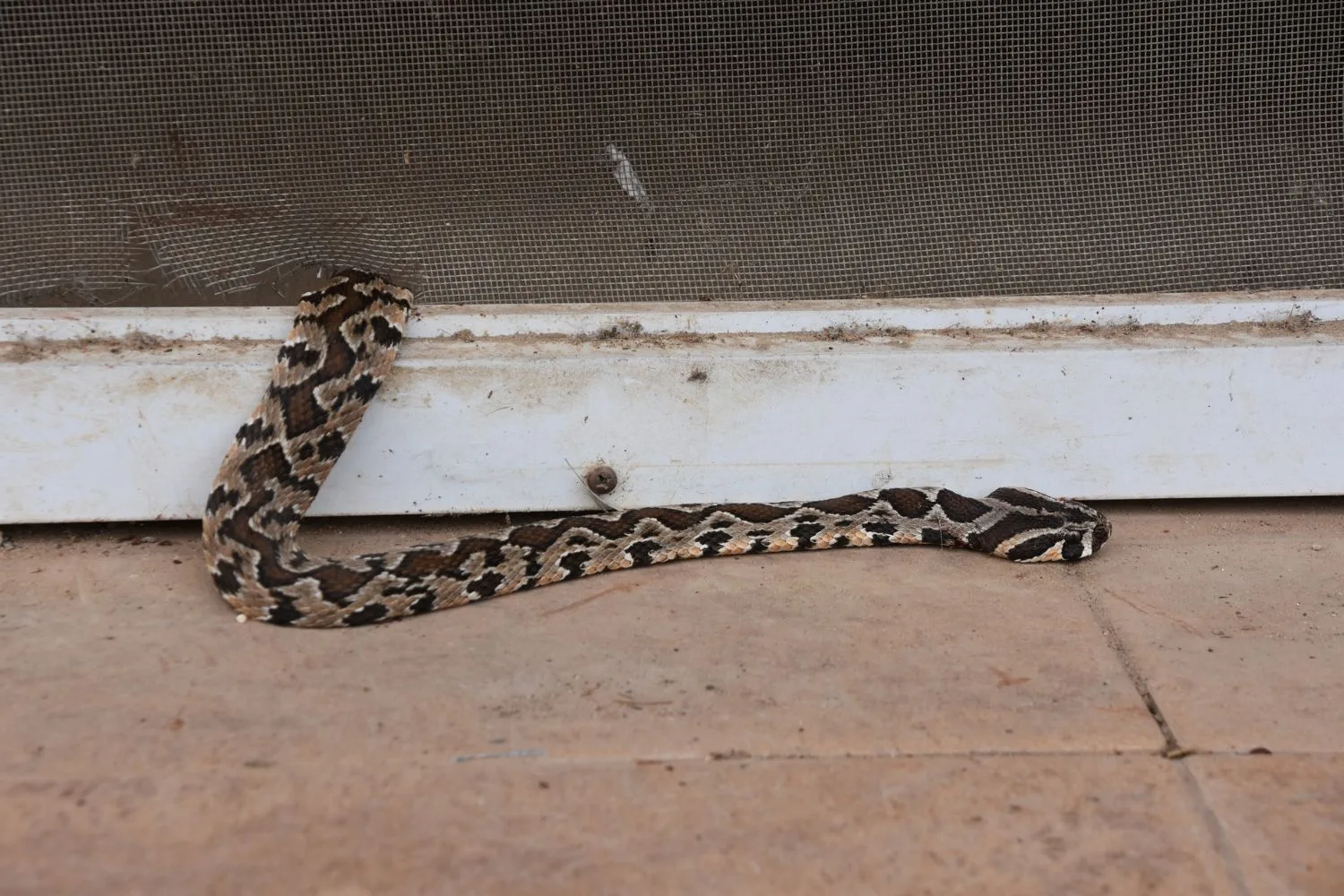 snake-hiding-spots-house