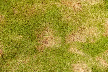 The grass brown patch disease wreaking havock this summer