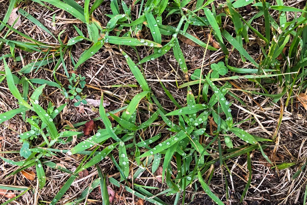 soggy lawn after the rain could lead to fungus disease like brown spot