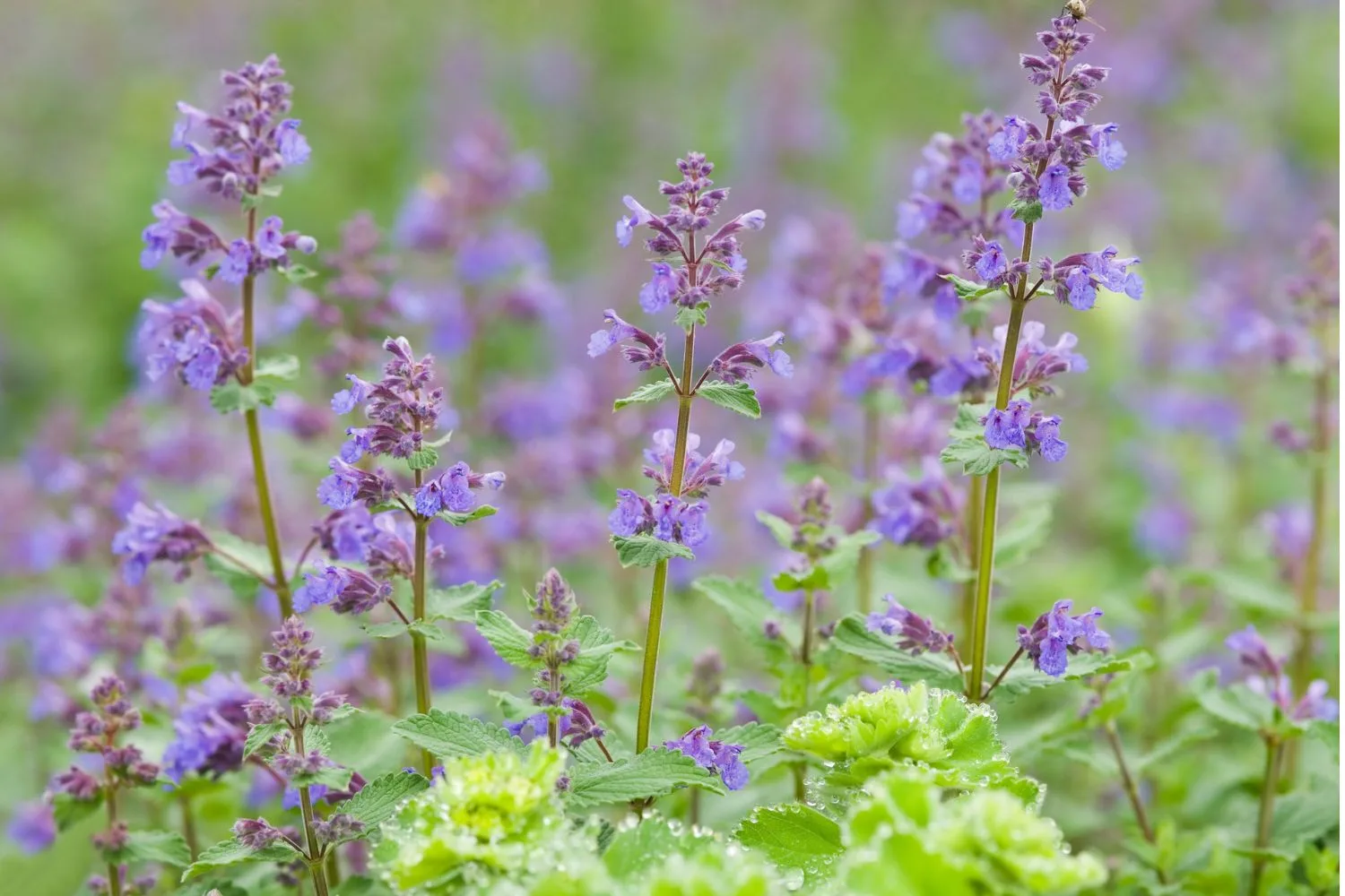 Catnip can help deter aphids in your garden.